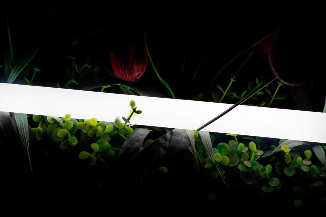 Светодиодная лента SWG 2835 360 LED/м 16 Вт/м 24В 4000K IP66 013283 Светодиодная лента SWG 2835 360 LED/м 16 Вт/м 24В 4000K IP66 013283