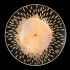 Настенный светильник Crystal Lux CONTESSA AP2.1 Настенный светильник Crystal Lux CONTESSA AP2.1
