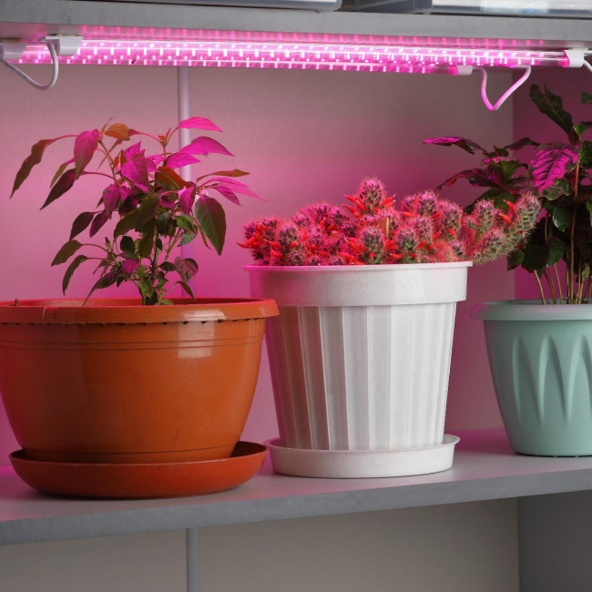 Светильник для растений Эра FITO-3х10W-LINE-RB90 Б0050924 Светильник для растений Эра FITO-3х10W-LINE-RB90 Б0050924