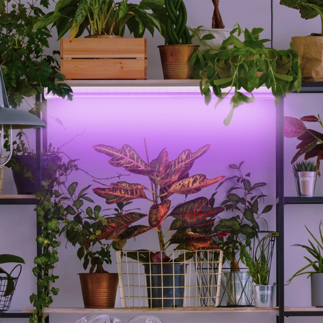 Фитолампа для растений Эра FITO-18W-RB-Т8-G13-NL Б0042990