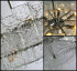 Подвесная люстра Delight Collection BRCH9161WG nickel Подвесная люстра Delight Collection BRCH9161WG nickel